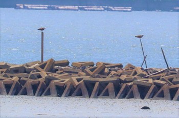 ミサゴ 藤前干潟 2022年8月3日(水)