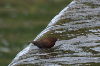 2022年8月4日(木) 鴨川の野鳥観察記録