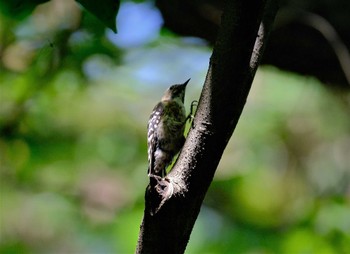 コゲラ 東京都立桜ヶ丘公園(聖蹟桜ヶ丘) 2022年8月1日(月)