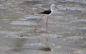 2022年8月3日(水) 土留木川河口(東海市)の野鳥観察記録