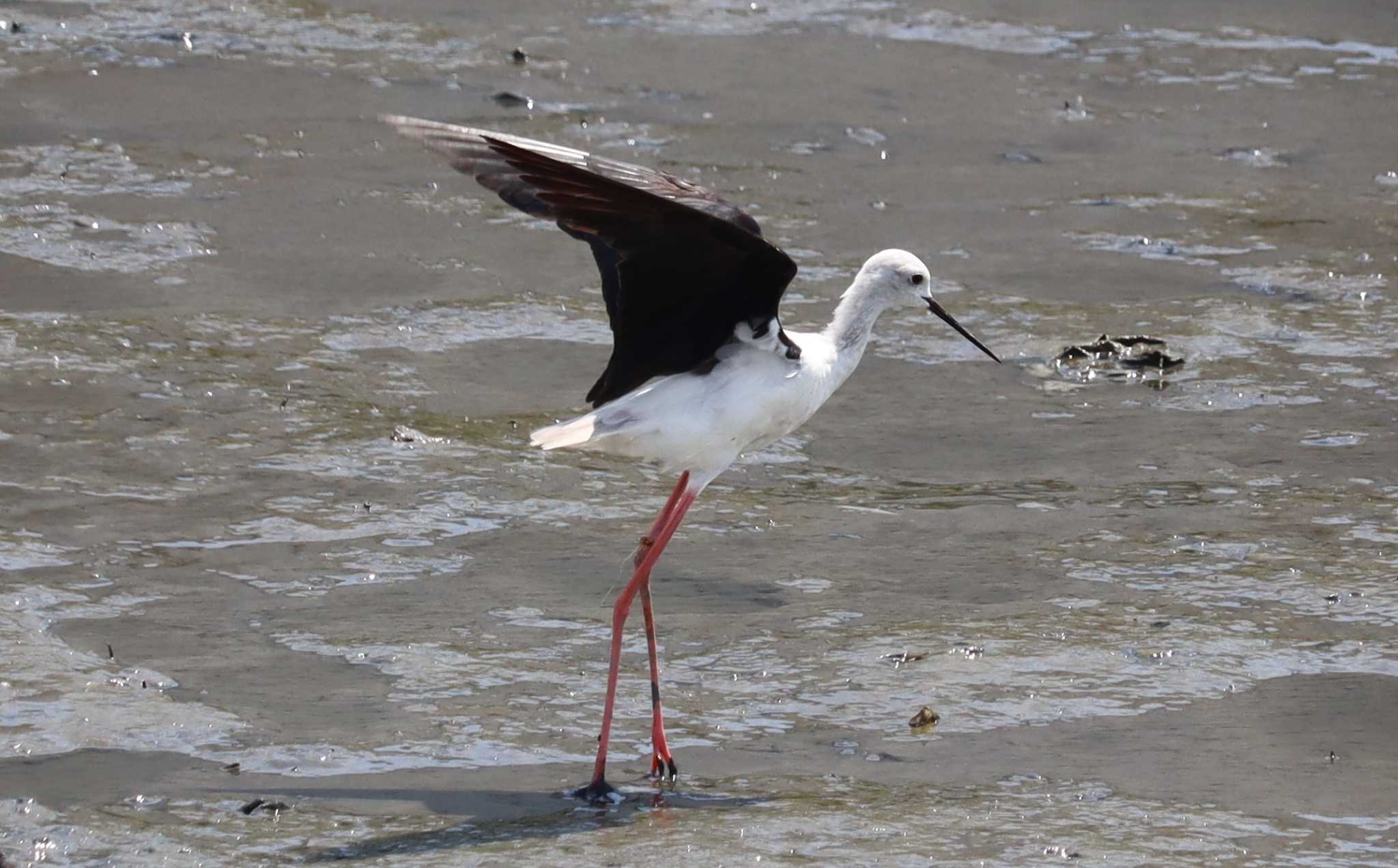 Black-winged Stilt