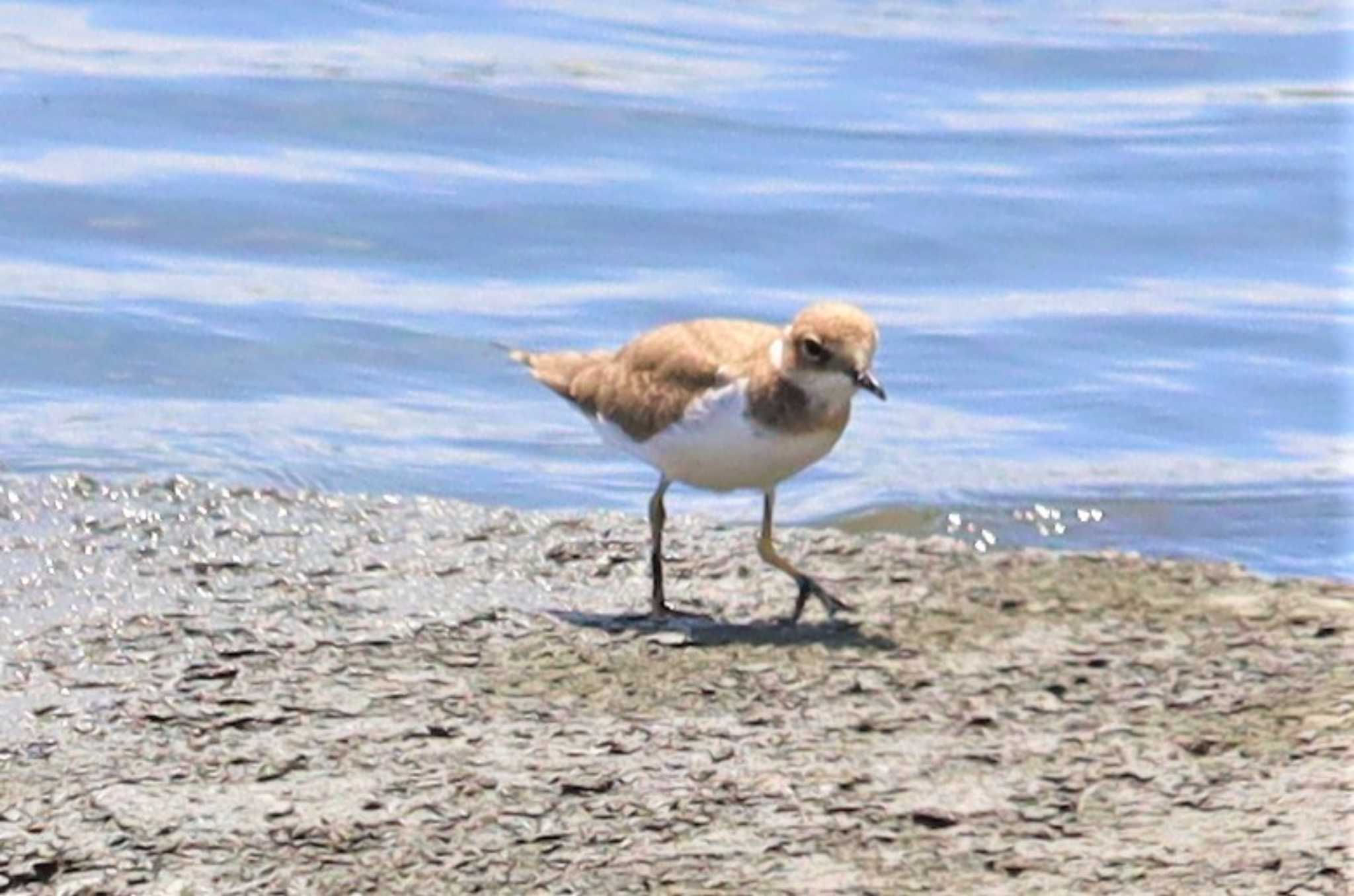 Kentish Plover