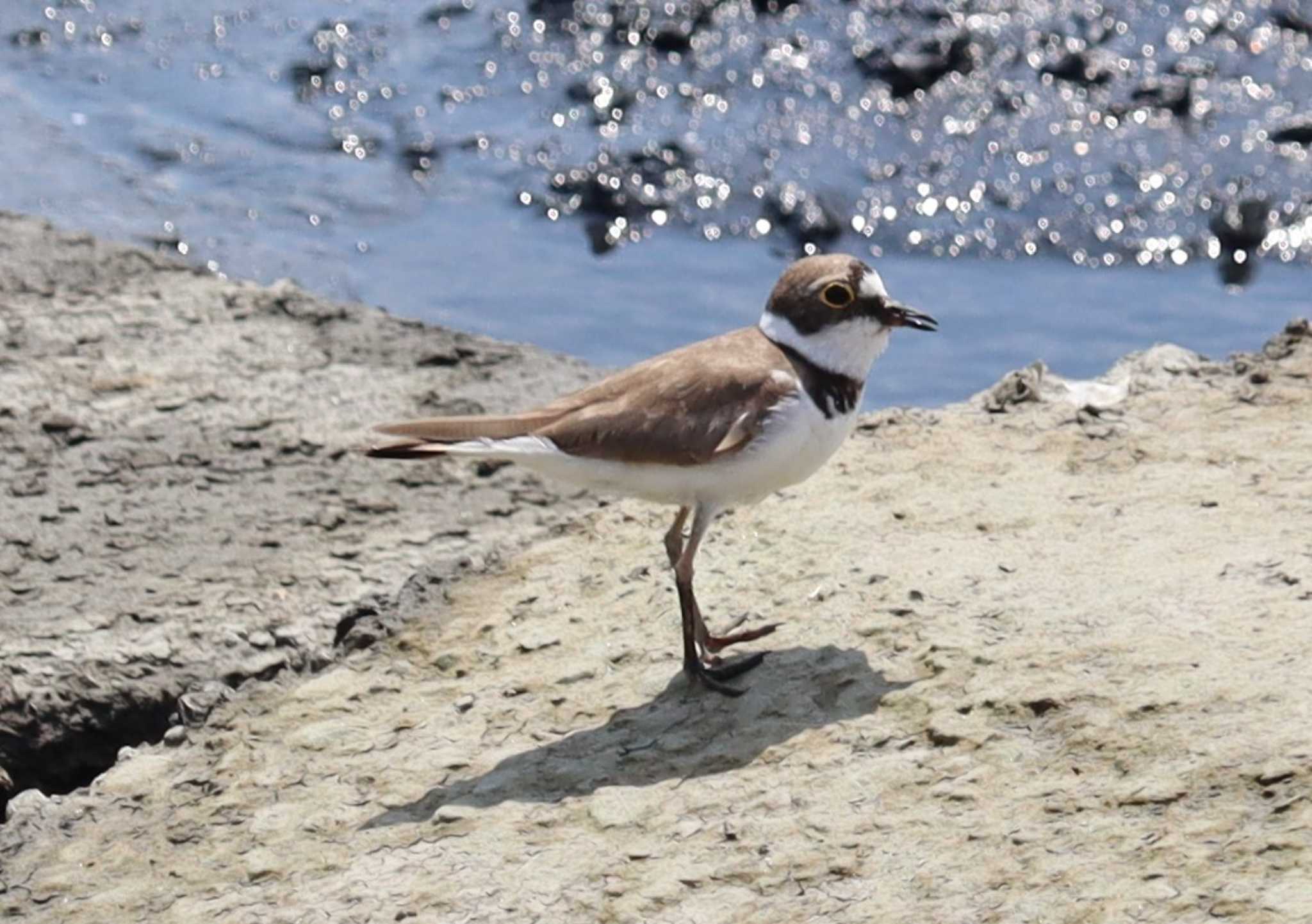 Little Ringed Plover