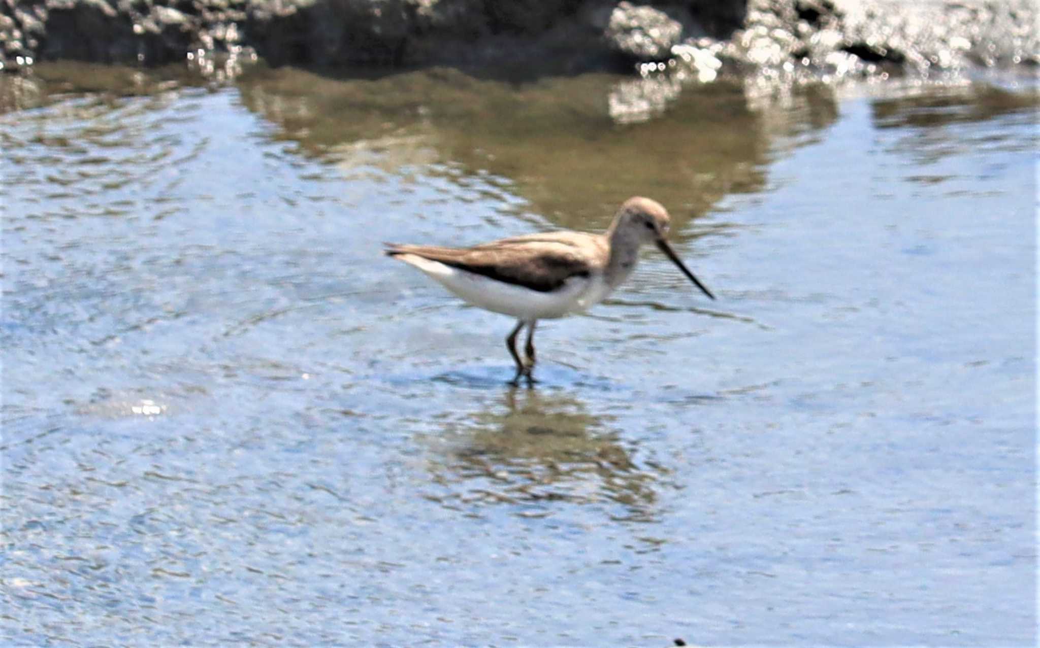 Terek Sandpiper