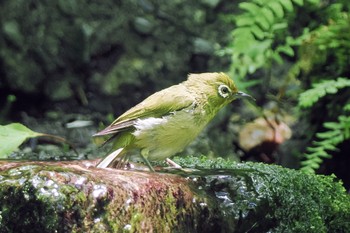 Warbling White-eye 大洞の水場 Sat, 7/30/2022