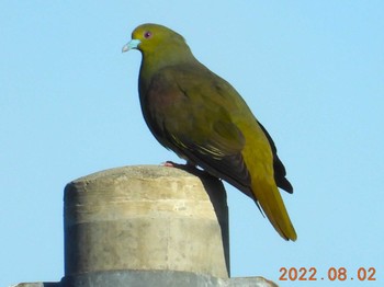 Ryukyu Green Pigeon 恩納村 Tue, 8/2/2022