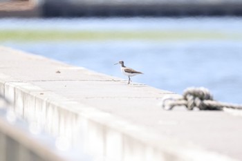 Common Sandpiper いしかり調整池(石狩調整池) Thu, 8/4/2022