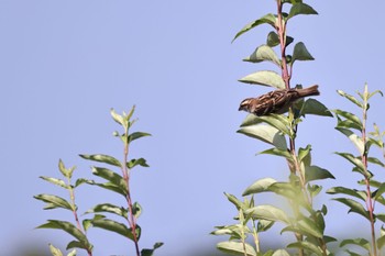 Russet Sparrow いしかり調整池(石狩調整池) Thu, 8/4/2022