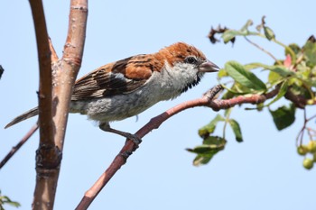 Russet Sparrow いしかり調整池(石狩調整池) Thu, 8/4/2022