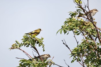 Grey-capped Greenfinch いしかり調整池(石狩調整池) Thu, 8/4/2022