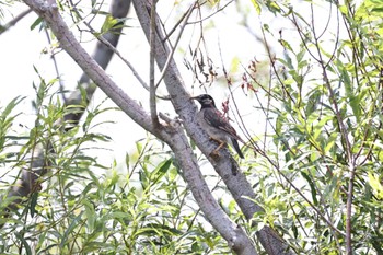 White-cheeked Starling いしかり調整池(石狩調整池) Thu, 8/4/2022