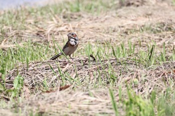 Chestnut-eared Bunting いしかり調整池(石狩調整池) Thu, 8/4/2022