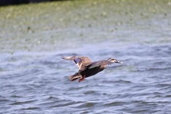 カルガモ いしかり調整池(石狩調整池) 2022年8月4日(木)