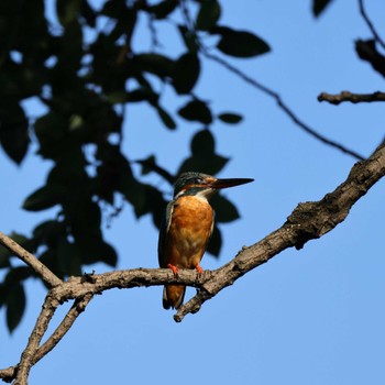 2022年7月1日(金) 山田池公園の野鳥観察記録