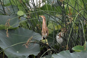 Yellow Bittern 板倉町 Thu, 8/4/2022