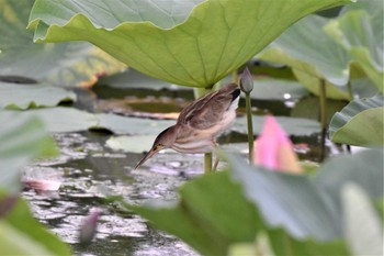 Yellow Bittern 板倉町 Thu, 8/4/2022