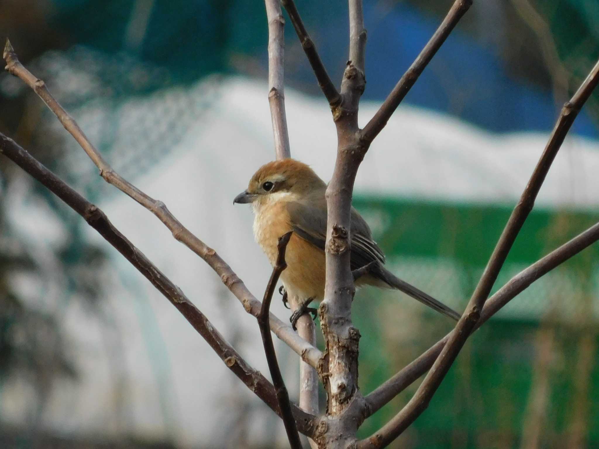 舞岡公園 モズの写真 by Gyu