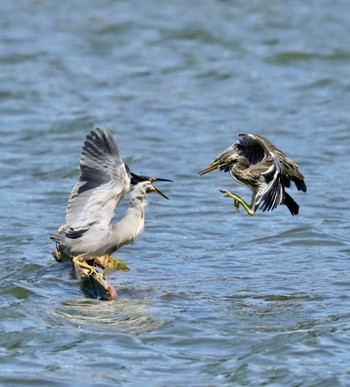 ササゴイ 都立浮間公園 撮影日未設定