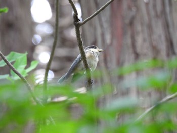 Willow Tit 仙台市・台原森林公園 Sun, 6/5/2022