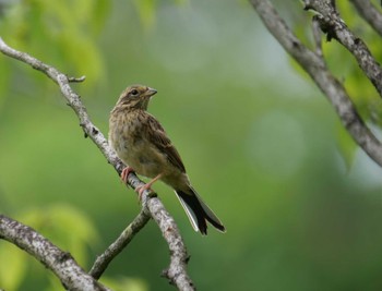 Meadow Bunting 秩父 Mon, 7/25/2022