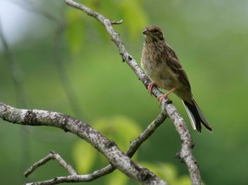 Meadow Bunting 秩父 Mon, 7/25/2022