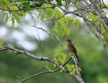 Meadow Bunting 秩父 Mon, 7/25/2022