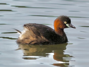 Little Grebe 洞峰公園 Sun, 7/17/2022