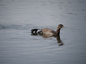 Little Grebe 洞峰公園 Sun, 7/17/2022