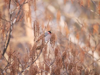 Eurasian Bullfinch 飯綱高原 Sat, 1/20/2018