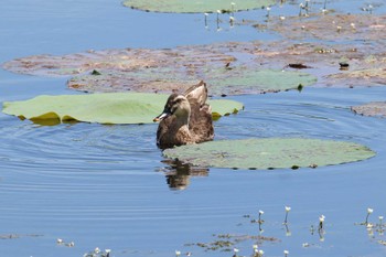 カルガモ 服部緑地公園 2022年7月24日(日)