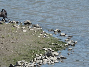 セイタカシギ 東京港野鳥公園 2022年7月23日(土)