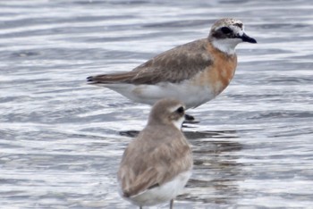 Siberian Sand Plover Sambanze Tideland Fri, 8/5/2022