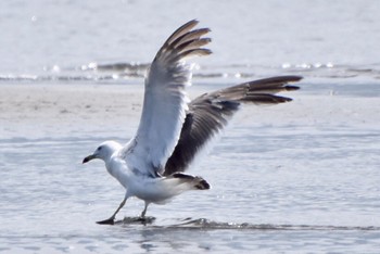 セグロカモメ ふなばし三番瀬海浜公園 2022年8月5日(金)