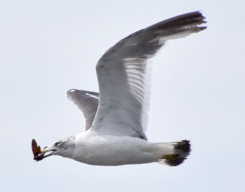 Vega Gull Sambanze Tideland Fri, 8/5/2022