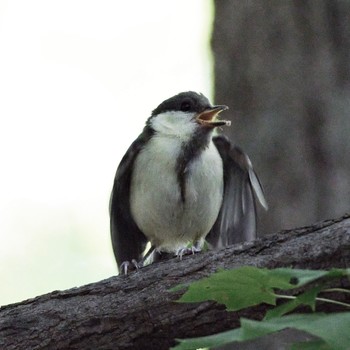 Japanese Tit Nishioka Park Fri, 8/5/2022