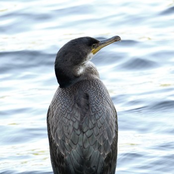 Japanese Cormorant Nishioka Park Fri, 8/5/2022