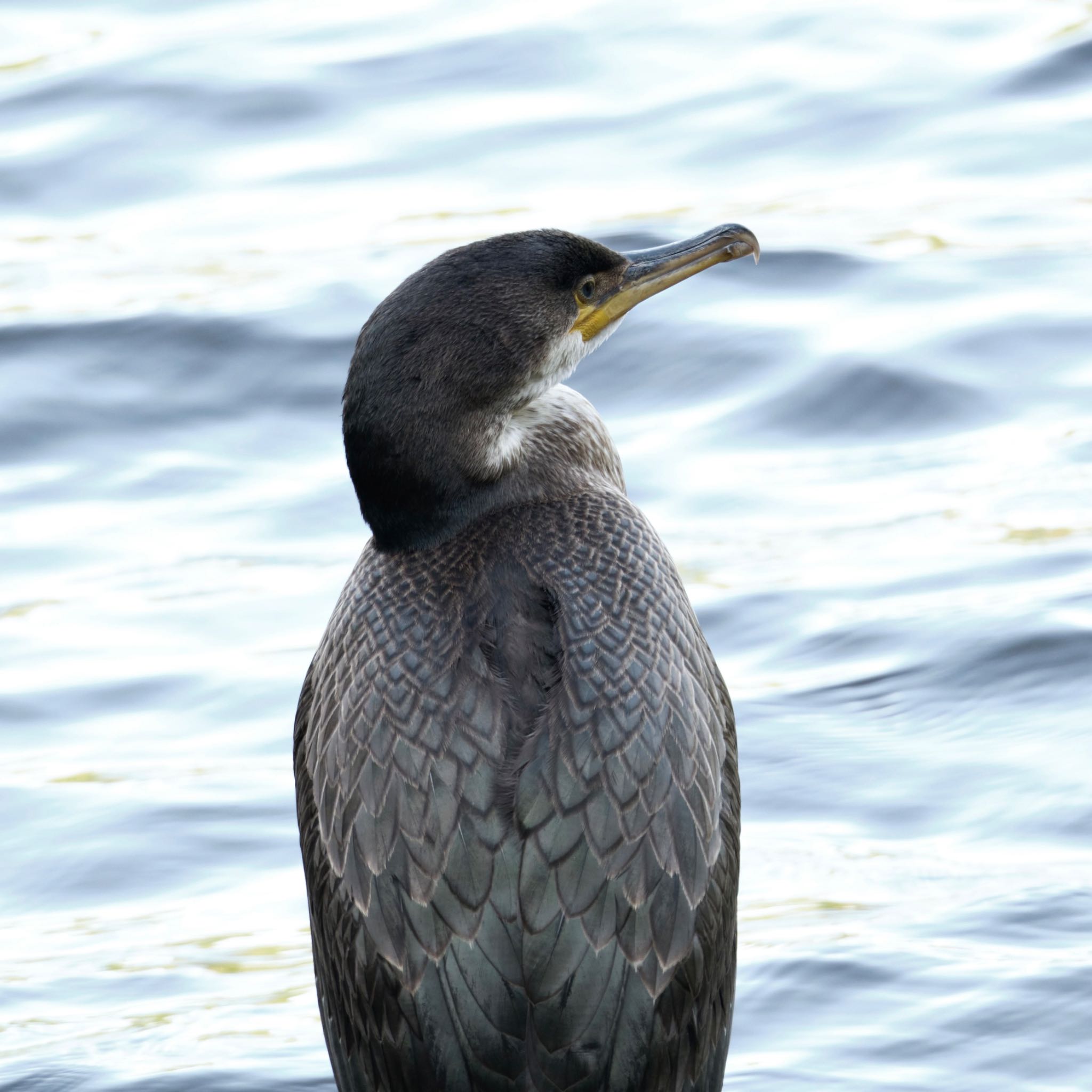 西岡公園(西岡水源地) ウミウの写真 by haha.9535