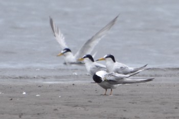 Little Tern Sambanze Tideland Fri, 8/5/2022