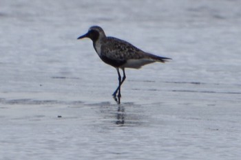 Grey Plover Sambanze Tideland Fri, 8/5/2022