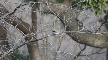 シジュウカラ 衣笠山公園 2018年1月21日(日)