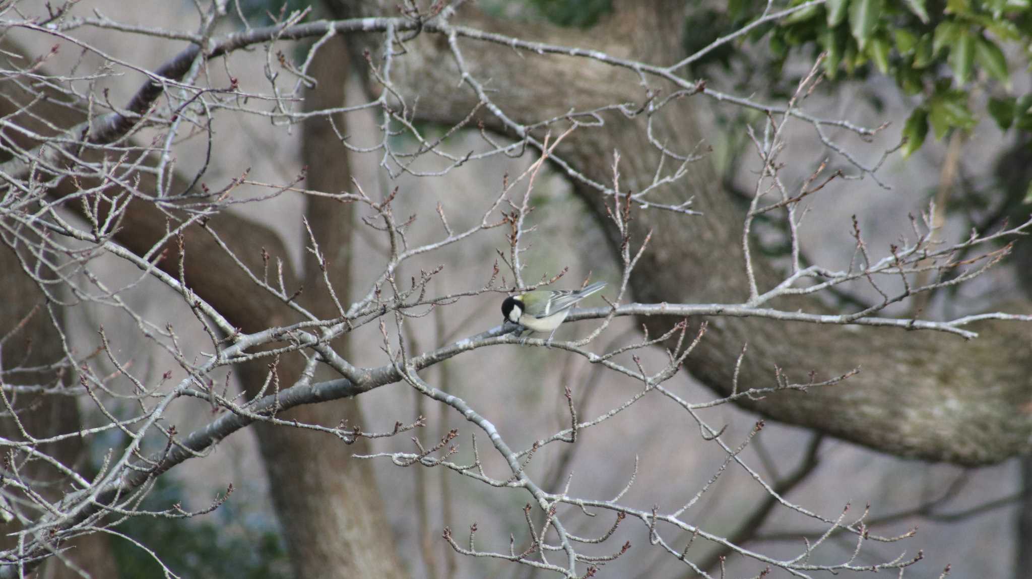 シジュウカラ