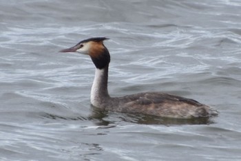 Great Crested Grebe Sambanze Tideland Fri, 8/5/2022