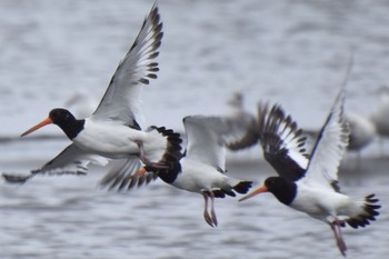 Eurasian Oystercatcher Sambanze Tideland Fri, 8/5/2022