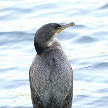 Japanese Cormorant Nishioka Park Fri, 8/5/2022