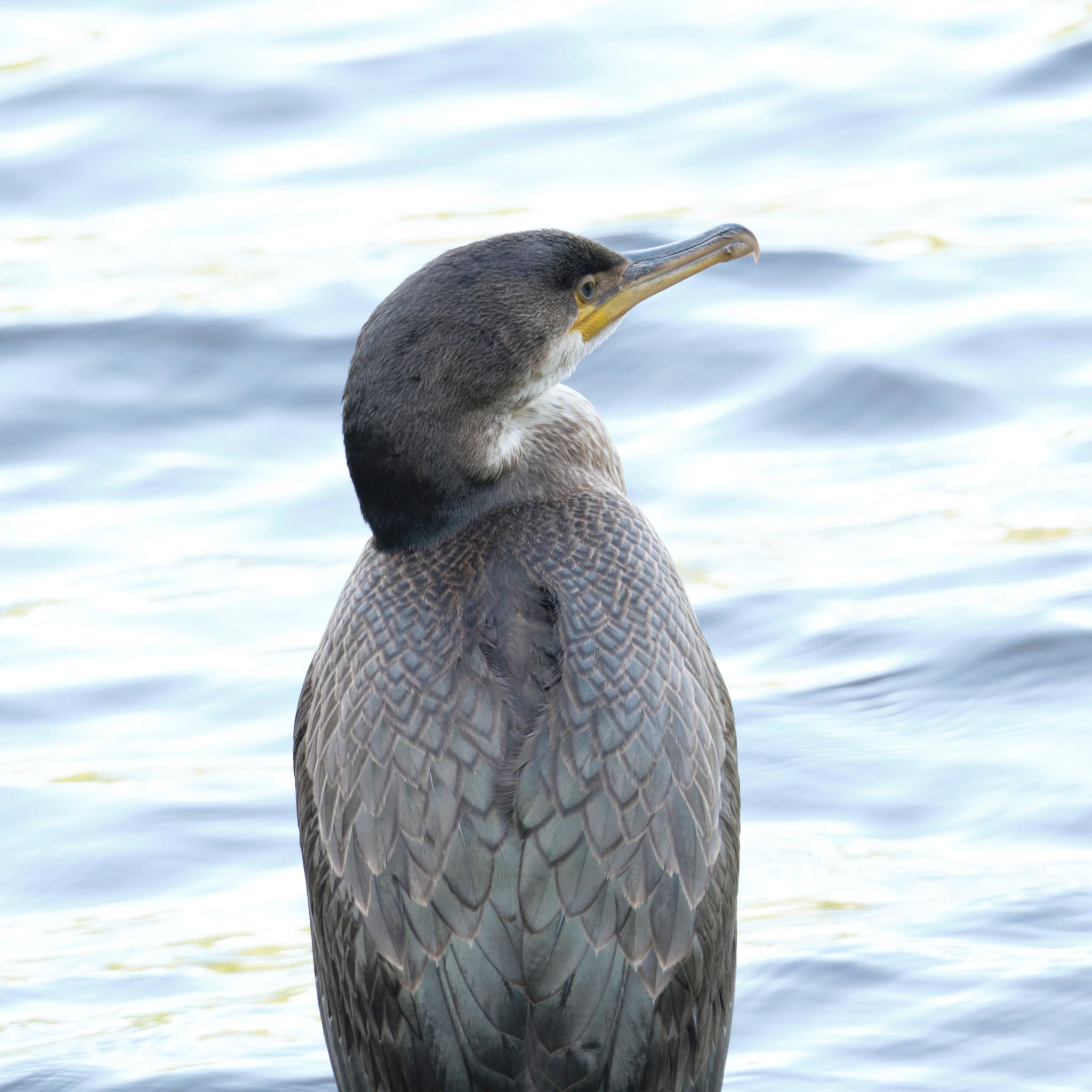 Photo of Japanese Cormorant at Nishioka Park by hal9000