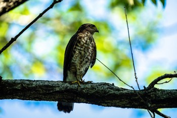 2022年7月30日(土) 薬師池公園の野鳥観察記録