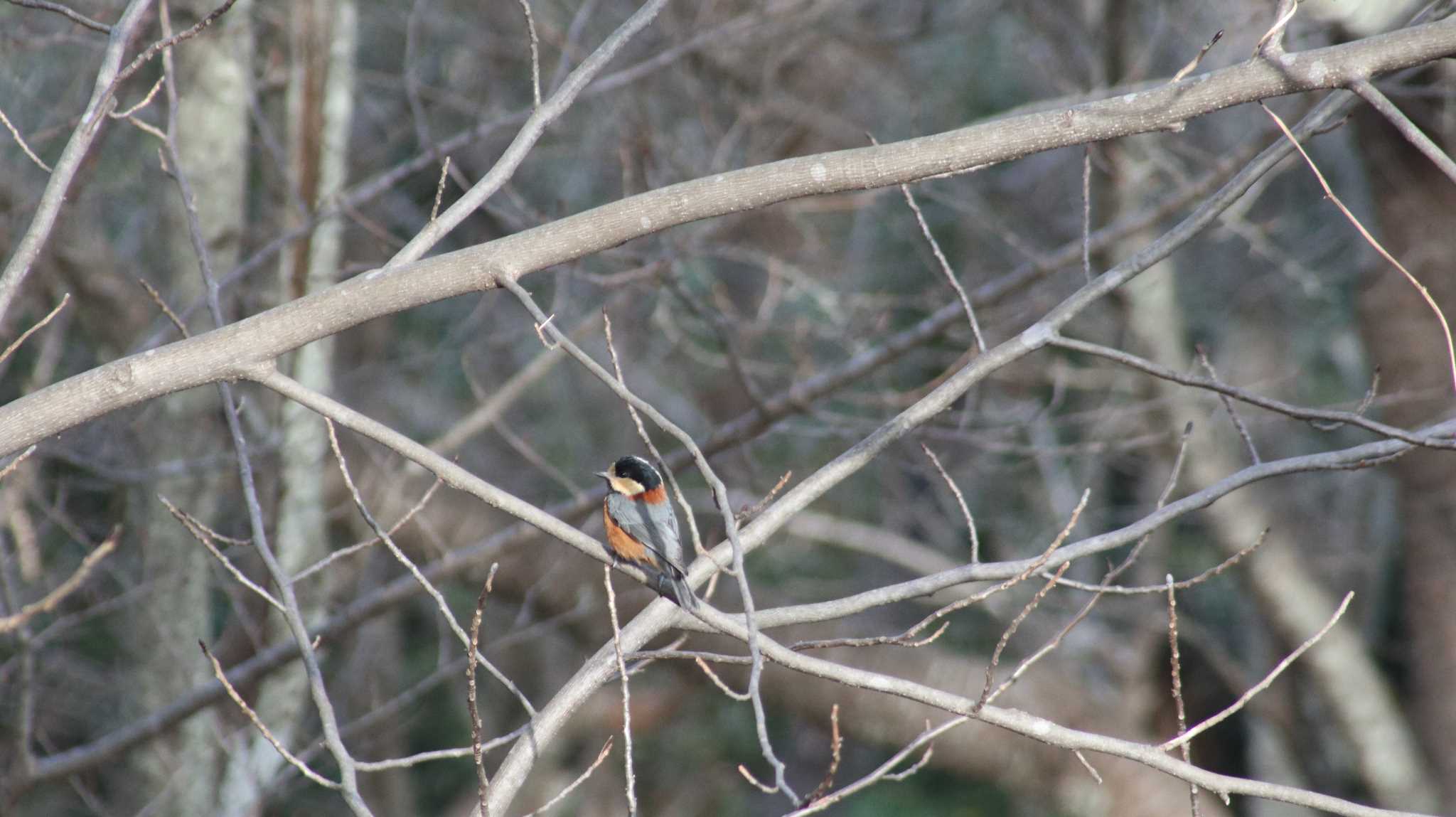 Photo of Varied Tit at 衣笠山公園 by toshi