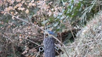 未同定 衣笠山公園 2018年1月6日(土)