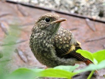 ジョウビタキ 霧ヶ峰高原 2022年8月1日(月)