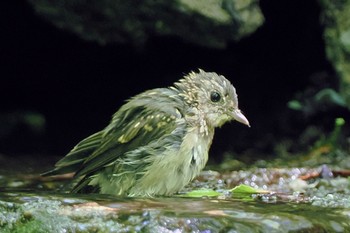 Narcissus Flycatcher 大洞の水場 Sat, 7/30/2022